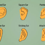 Kulak şekilleri