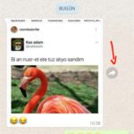WhatsApp Medya Yönlendirme