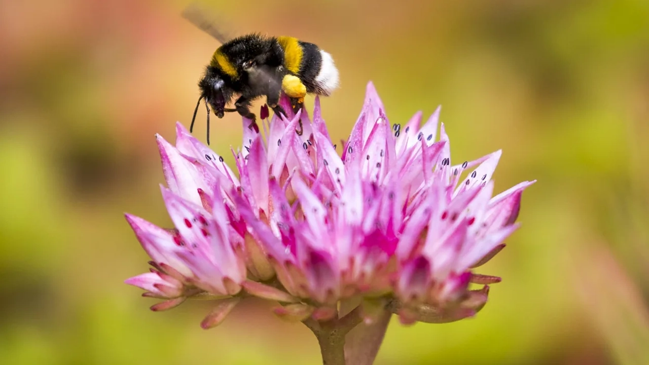 Bombus arısı