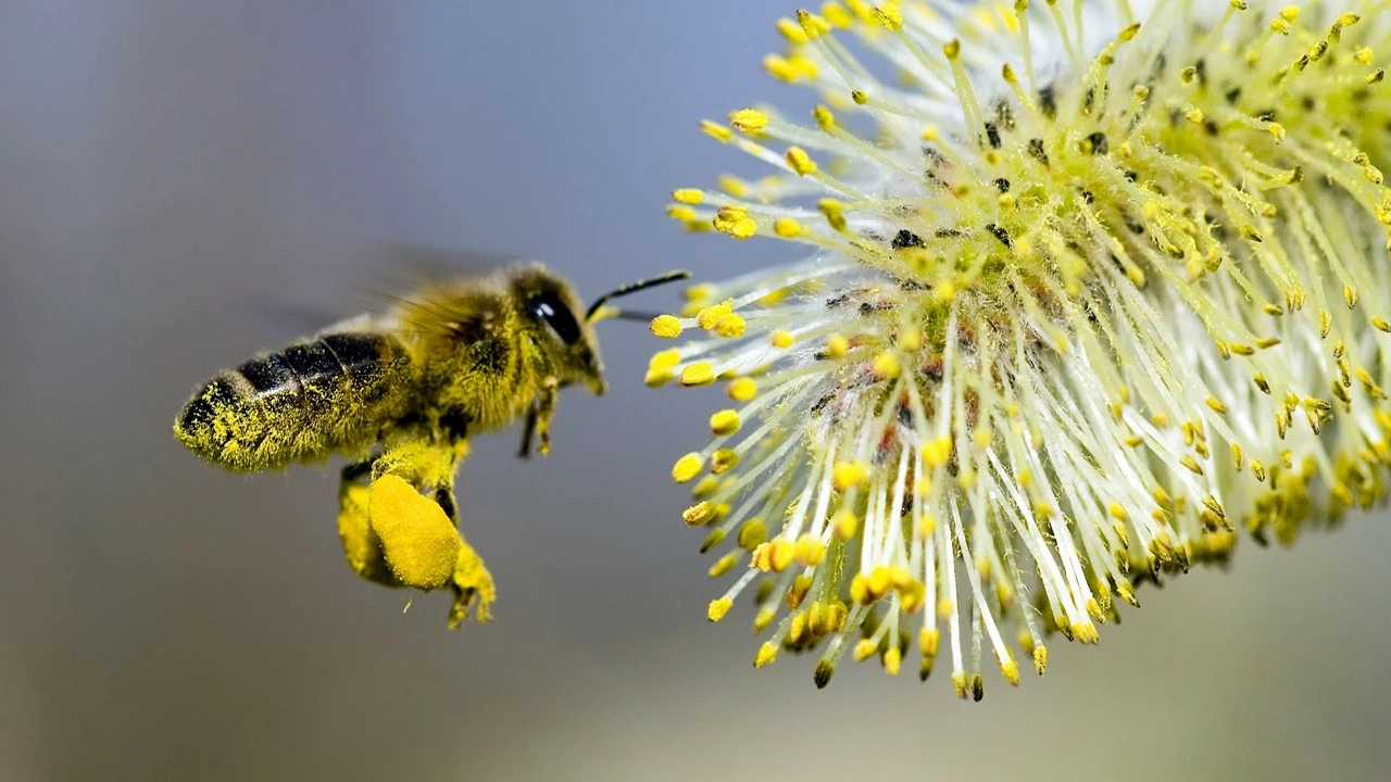 Bombus arısı