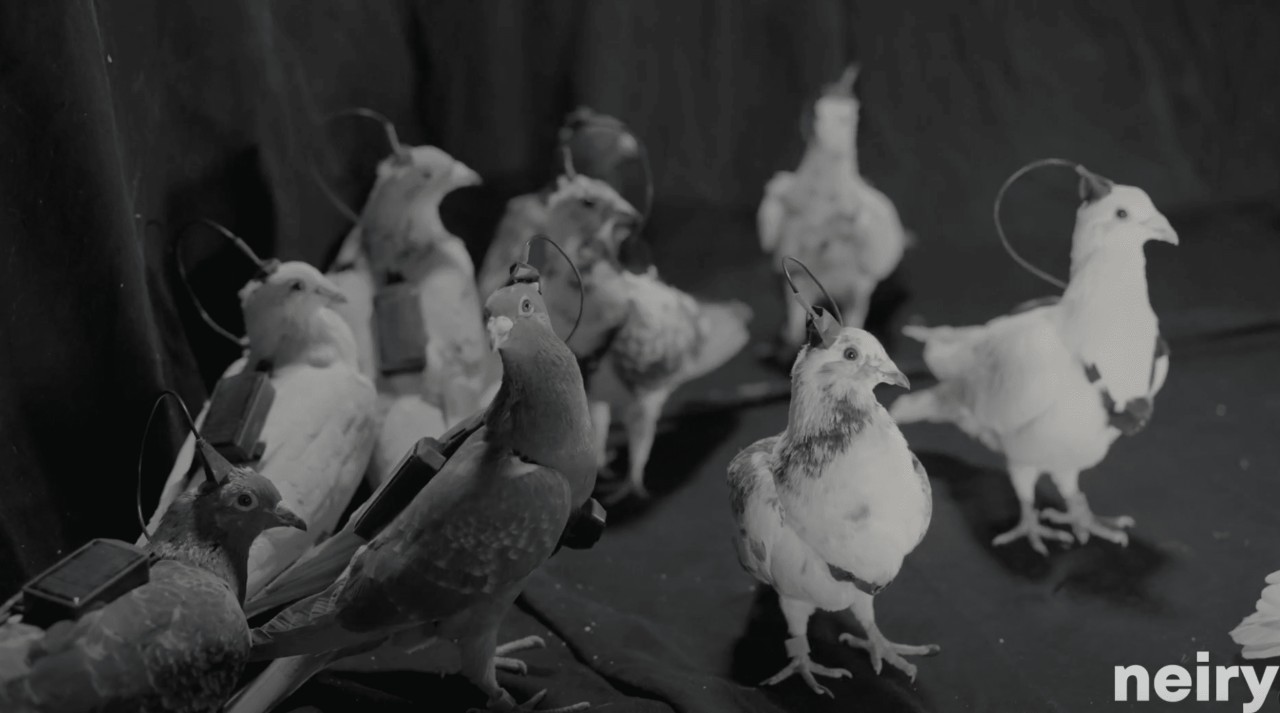 Neiry güvercin casus