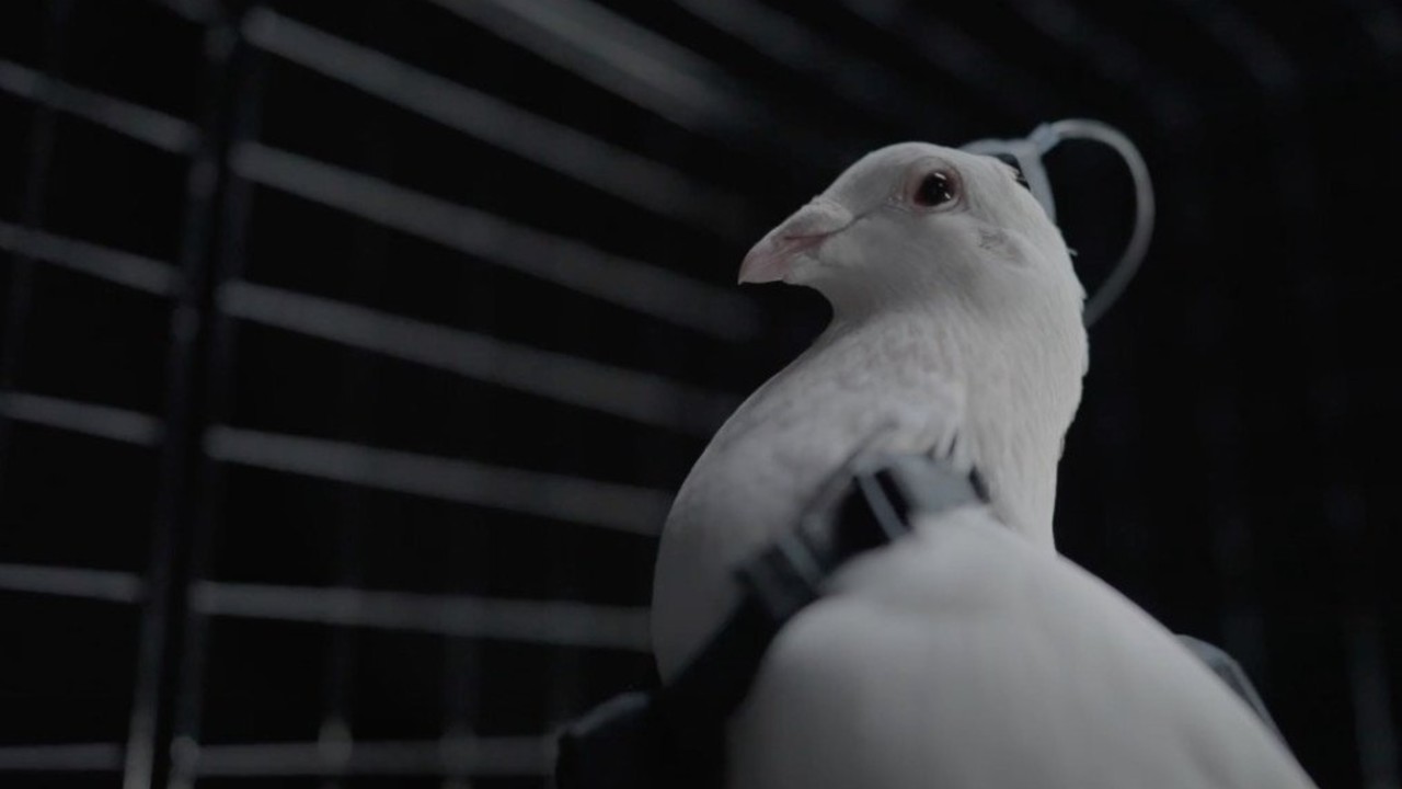 Neiry güvercin casus